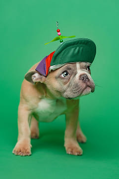 A Frenchie dog wearing a green cap