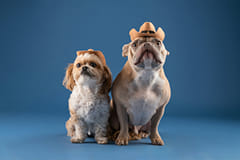 Two dogs sit next to one another, each wearing a cowboy hat
