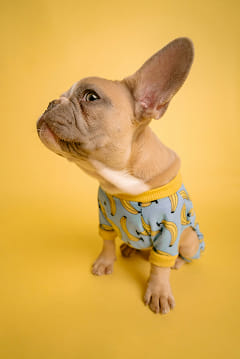 A Frenchie dog in a banana dog sweater