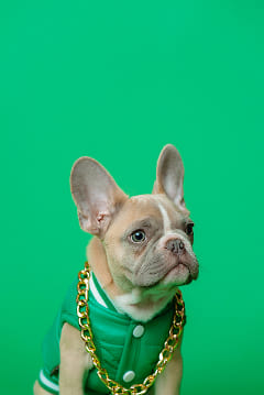 A Frenchie wearing a blingin' necklace and a leather baseball jersey