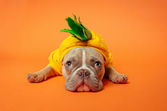 A Frenchie dog in a pineapple costume laying on the ground