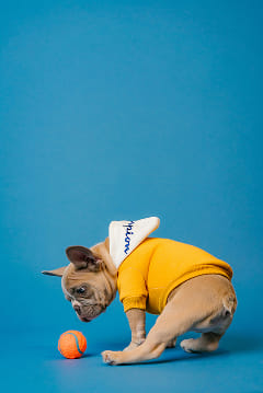 A Frenchie dog wearing a yellow dog sweater looking at a tennis ball