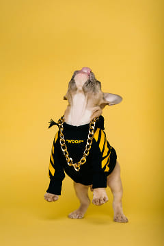 A Frenchie dog wearing a blinging' necklace and black dog sweater